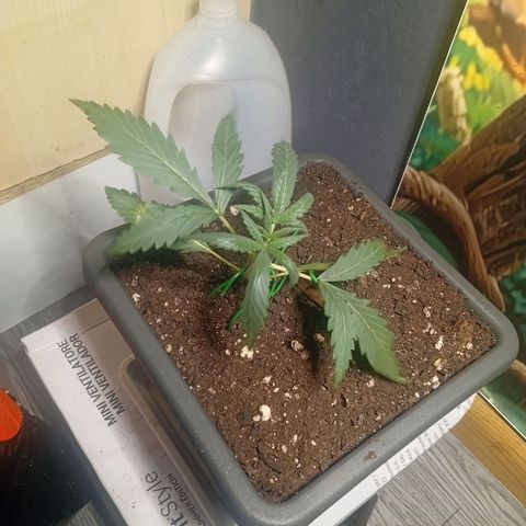 Gorilla Cookies Auto growlog timeline photo