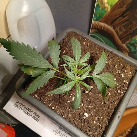 Gorilla Cookies Auto growlog timeline photo