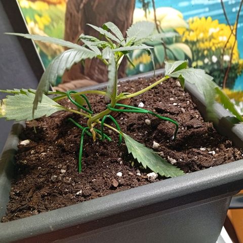 Gorilla Cookies Auto growlog timeline photo
