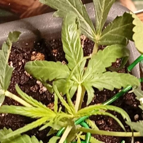 Gorilla Cookies Auto growlog timeline photo