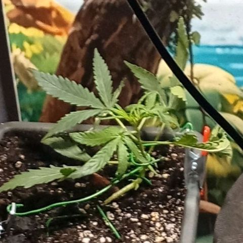 Gorilla Cookies Auto growlog timeline photo