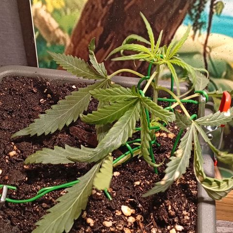 Gorilla Cookies Auto growlog timeline photo