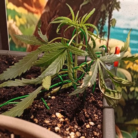 Gorilla Cookies Auto growlog timeline photo