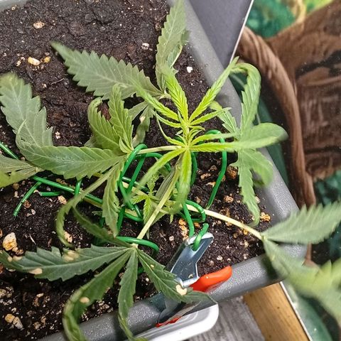 Gorilla Cookies Auto growlog timeline photo