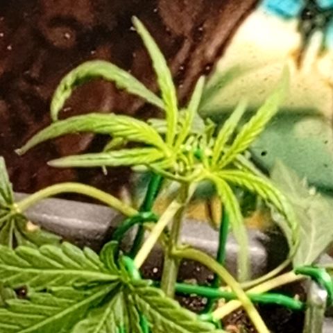 Gorilla Cookies Auto growlog timeline photo