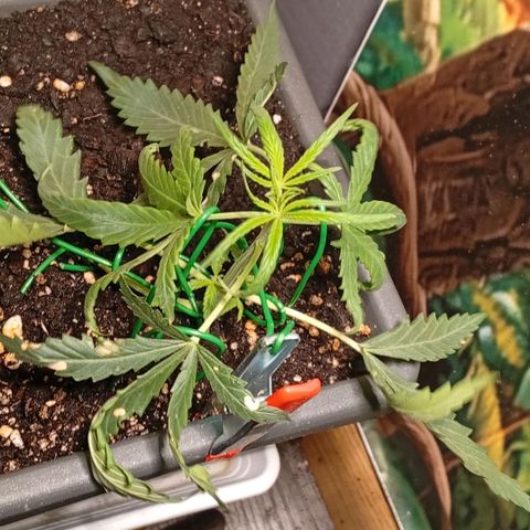 Gorilla Cookies Auto growlog timeline photo