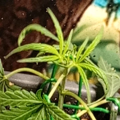 Gorilla Cookies Auto growlog timeline photo
