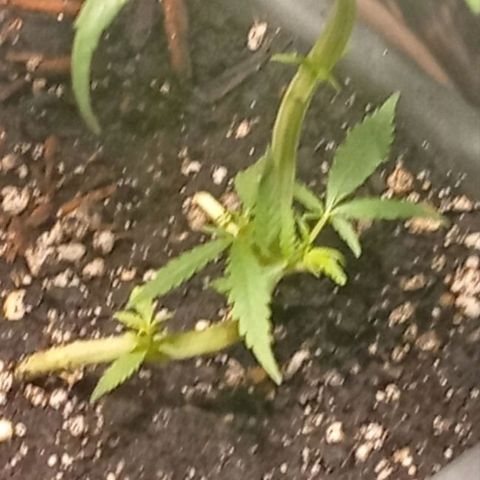 Gorilla Cookies Auto growlog timeline photo