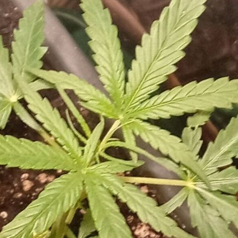 Gorilla Cookies Auto growlog timeline photo