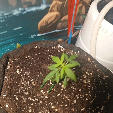 Gorilla Cookies Auto growlog timeline photo