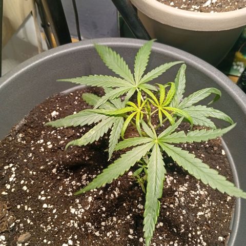 Gorilla Cookies Auto growlog timeline photo