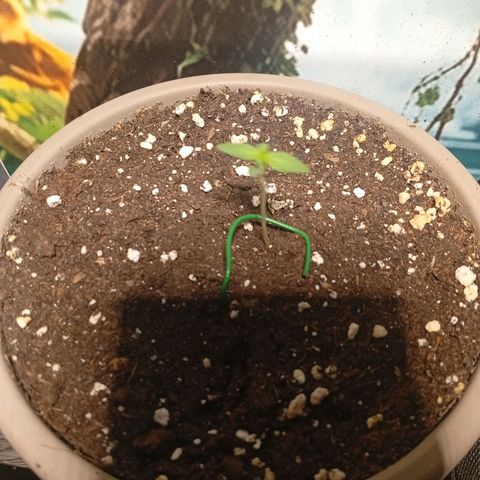 Gorilla Cookies Auto growlog timeline photo