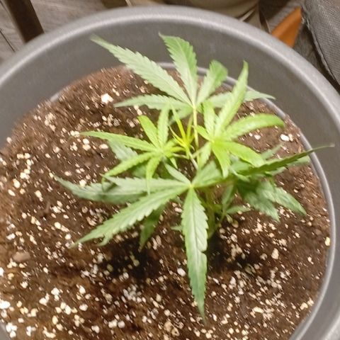 Gorilla Cookies Auto growlog timeline photo