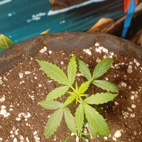 Gorilla Cookies Auto growlog timeline photo