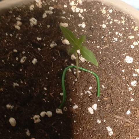 Gorilla Cookies Auto growlog timeline photo
