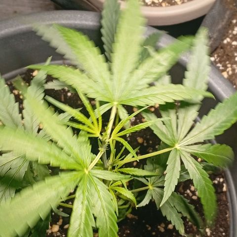 Gorilla Cookies Auto growlog timeline photo
