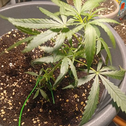Gorilla Cookies Auto growlog timeline photo