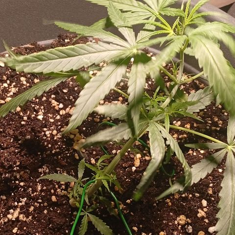 Gorilla Cookies Auto growlog timeline photo