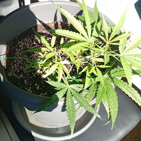 Gorilla Cookies Auto growlog timeline photo