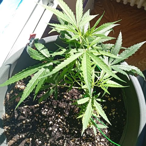 Gorilla Cookies Auto growlog timeline photo