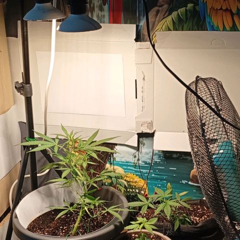 Gorilla Cookies Auto growlog timeline photo
