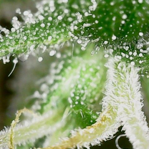 Gorilla Cookies Auto growlog timeline photo