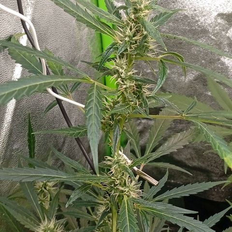 Gorilla Cookies Auto growlog timeline photo