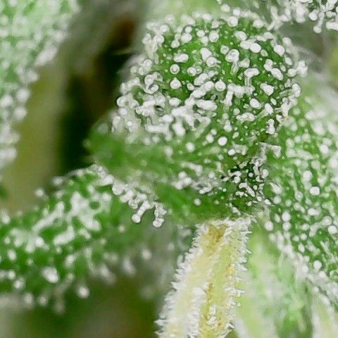Gorilla Cookies Auto growlog timeline photo