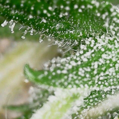 Gorilla Cookies Auto growlog timeline photo