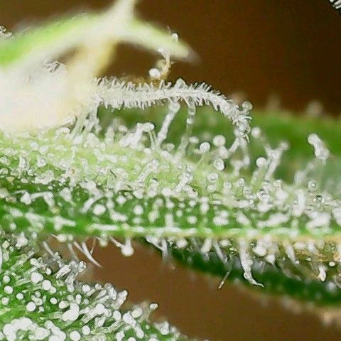 Gorilla Cookies Auto growlog timeline photo