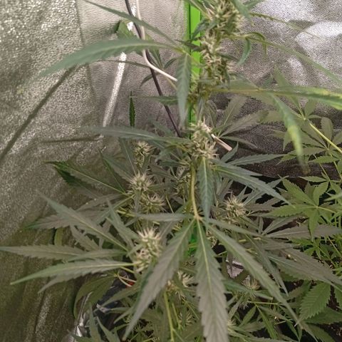 Gorilla Cookies Auto growlog timeline photo