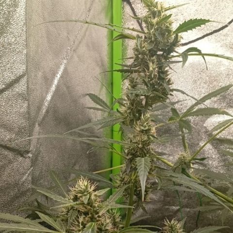 Gorilla Cookies Auto growlog timeline photo
