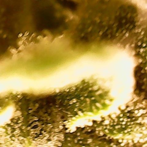 Gorilla Cookies Auto growlog timeline photo