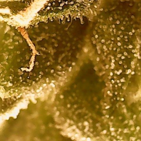 Gorilla Cookies Auto growlog timeline photo