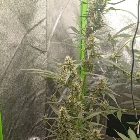 Gorilla Cookies Auto growlog timeline photo