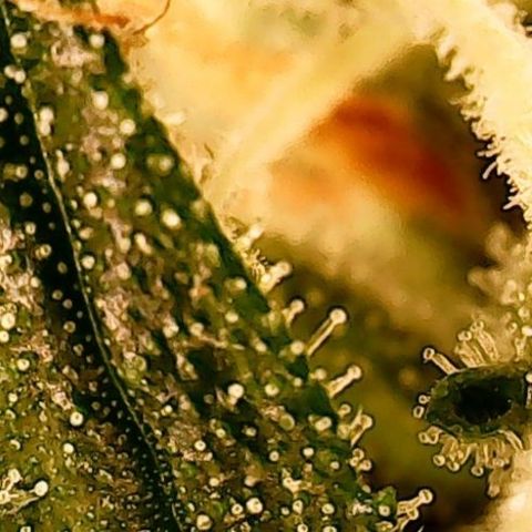 Gorilla Cookies Auto growlog timeline photo