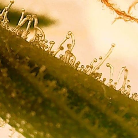 Gorilla Cookies Auto growlog timeline photo