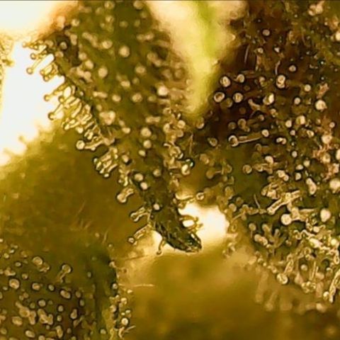 Gorilla Cookies Auto growlog timeline photo