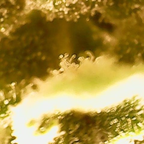 Gorilla Cookies Auto growlog timeline photo