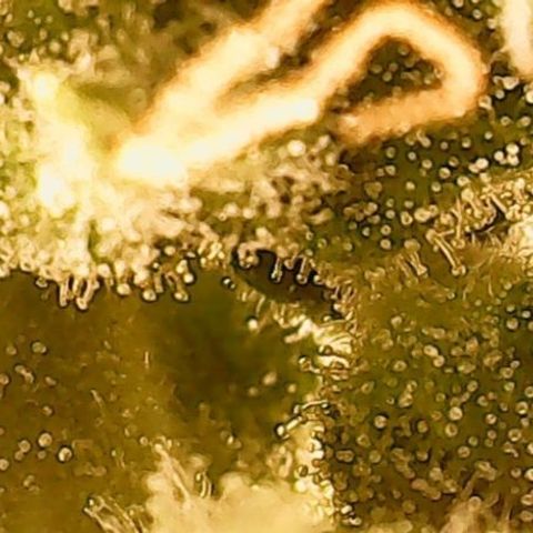 Gorilla Cookies Auto growlog timeline photo
