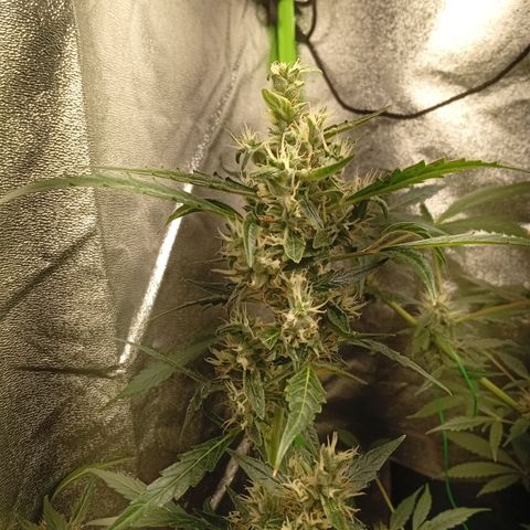 Gorilla Cookies Auto growlog photo: Kurz vor der Ernte 