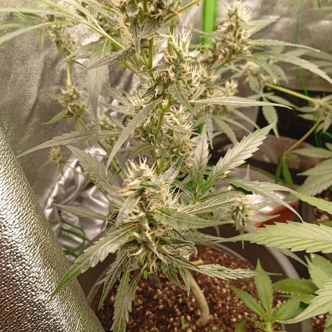 Gorilla Cookies Auto growlog photo: Kurz vor der Ernte 