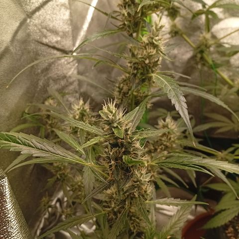 Gorilla Cookies Auto growlog photo: Kurz vor der Ernte 