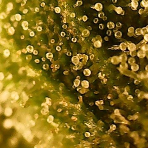 Gorilla Cookies Auto growlog timeline photo