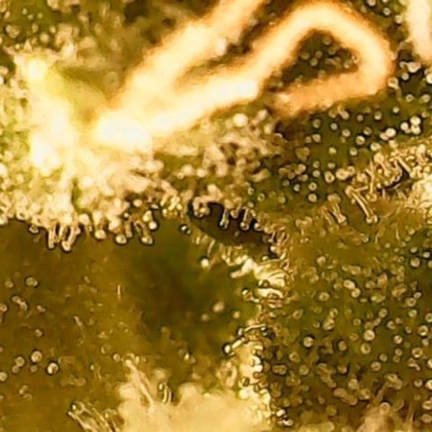 Gorilla Cookies Auto growlog timeline photo