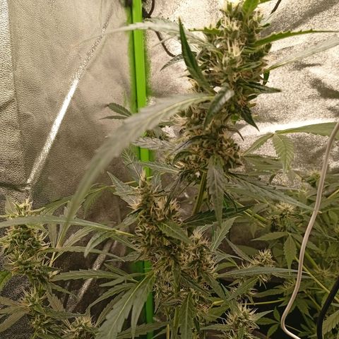 Gorilla Cookies Auto growlog timeline photo