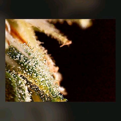 Gorilla Cookies Auto growlog timeline photo