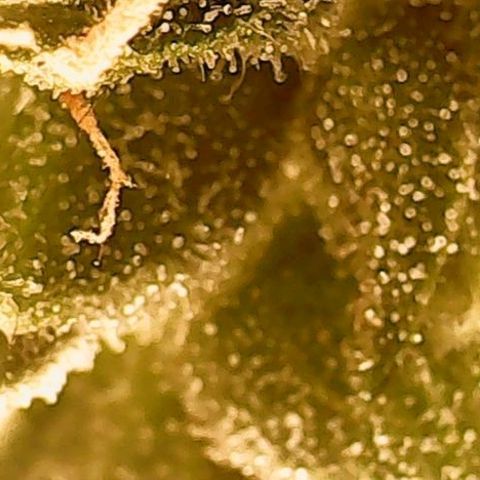 Gorilla Cookies Auto growlog timeline photo