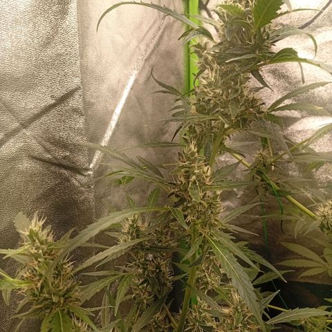 Gorilla Cookies Auto growlog timeline photo