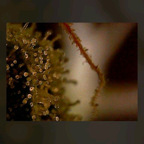 Gorilla Cookies Auto growlog timeline photo